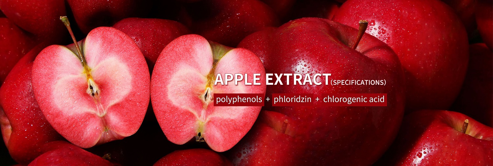 apple extact polyphenols red love extract phloridzin chlorogenic acid