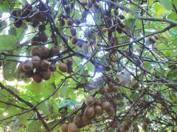 猕猴桃籽提取物