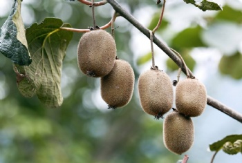 Kiwi Seed Extract