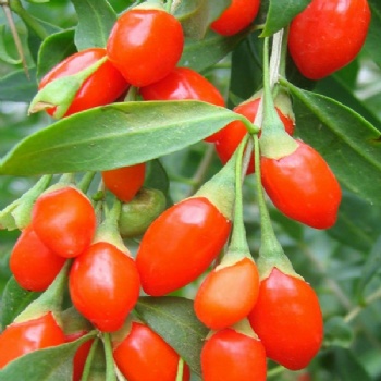 Wolfberry Extract