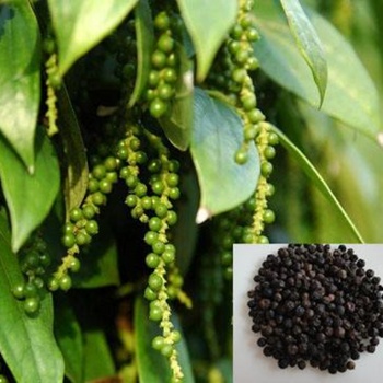 Black Pepper Extract