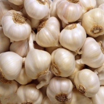 Garlic Extract