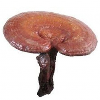 Reishi Extract