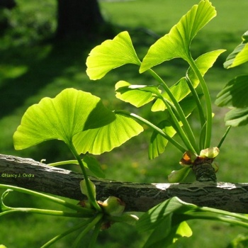 Ginkgo Biloba Extract