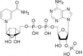 辅酶NADPH