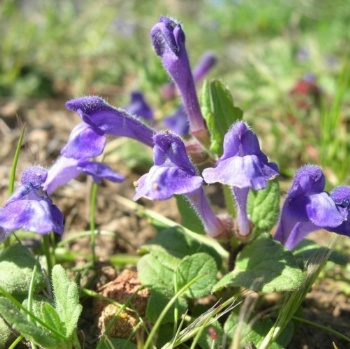 Scutellaria Extract