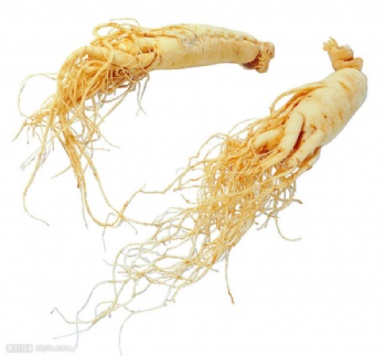 Panax Ginseng Extract