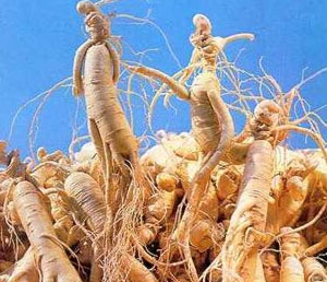 Panax Ginseng Extract