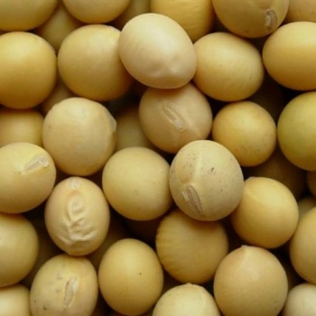 Soybean Extract