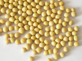 Soybean Extract